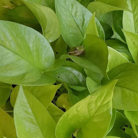 sweetestfrog
